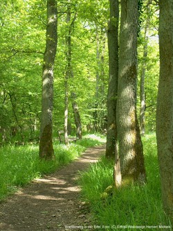 Ruhe und Besinnung im Eifelwald